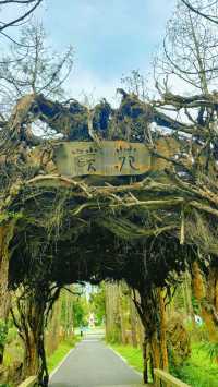 東平國家森林公園：如何避開旅遊高峰期？