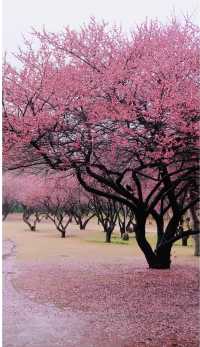 捕捉春日的第一場盛開，每一瓣都是光影的詩