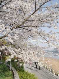 🌸上海櫻花必打卡路線