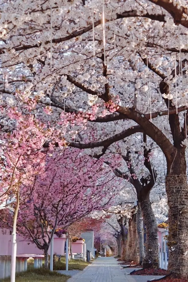 인파를 피해 즐기는 벚꽃놀이! 우시 두웨루 벚꽃 명소 완벽 가이드