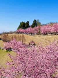 🌸粉色櫻花，這座農場的美景太讓人陶醉