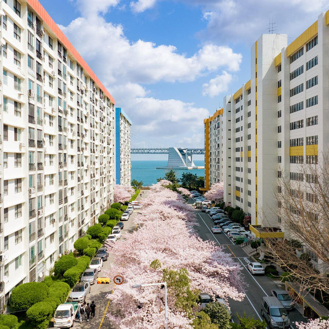 釜山周邊櫻花🌸鎮海軍港節，美到破防