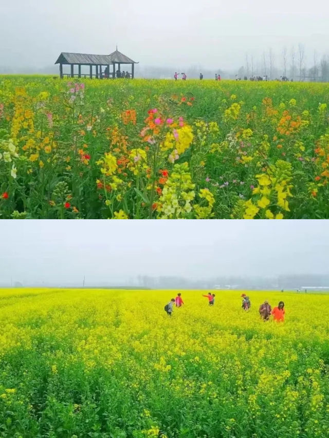 佳期已到！快來信陽明港賞油菜花！