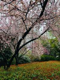 風起櫻吹雪,長沙望月公園櫻花季全攻略