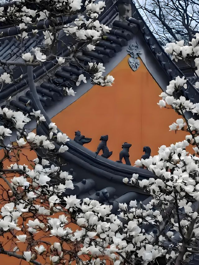 🪷邂逅明孝陵的玉蘭之美！