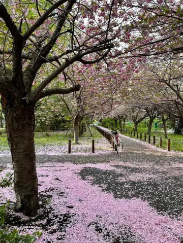 札幌賞櫻全攻略：北國都市的春日櫻花物語！