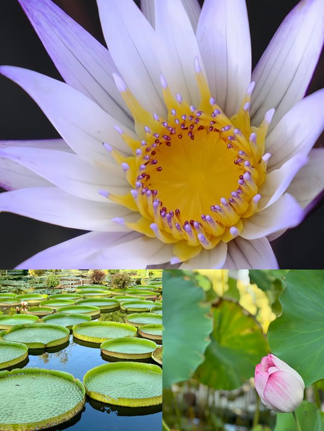 被我發現的日本小眾絕美寶地草津市立水生植物園