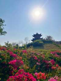 深圳玉龍公園：都市中的靜謐桃源