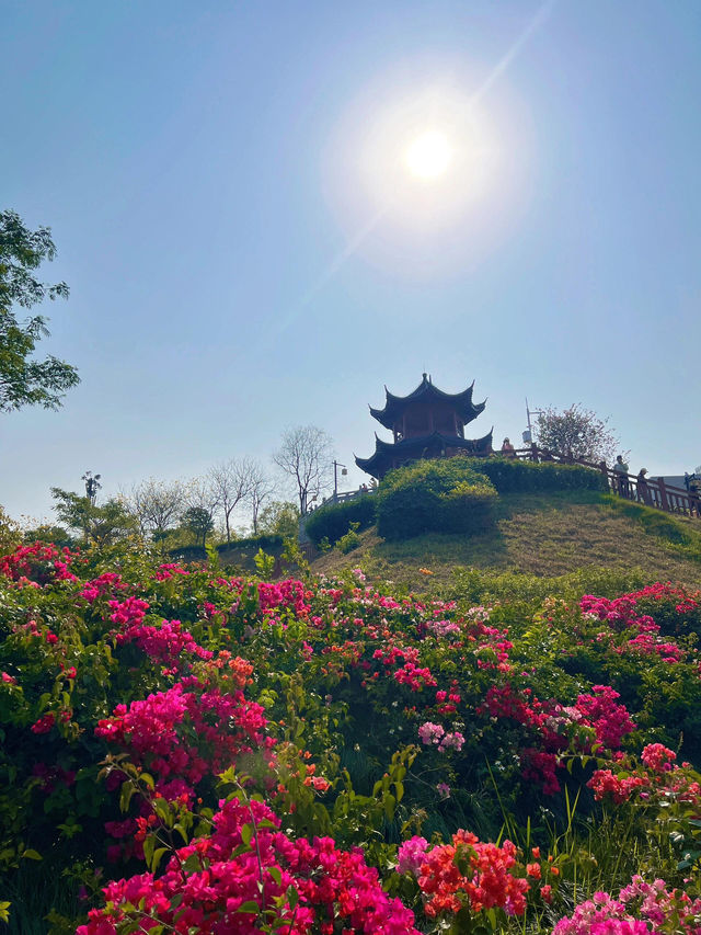 深圳玉龍公園：都市中的靜謐桃源