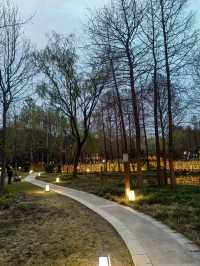 上海顧村賞夜櫻