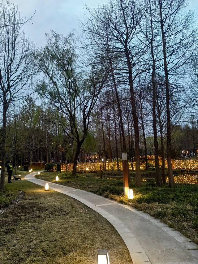 上海顧村賞夜櫻 上海顧村賞夜櫻