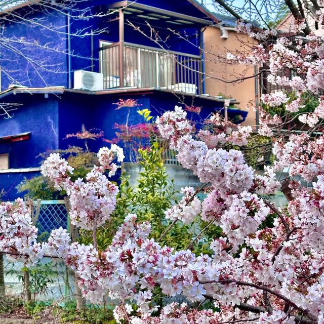 日本京都私藏賞櫻秘境｜空氣都瀰漫著浪漫櫻花香🌸