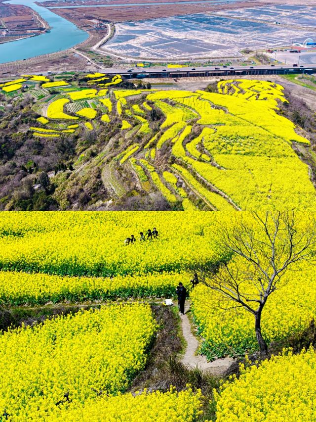 台州油菜花賞花攻略‖打卡避雷攻略