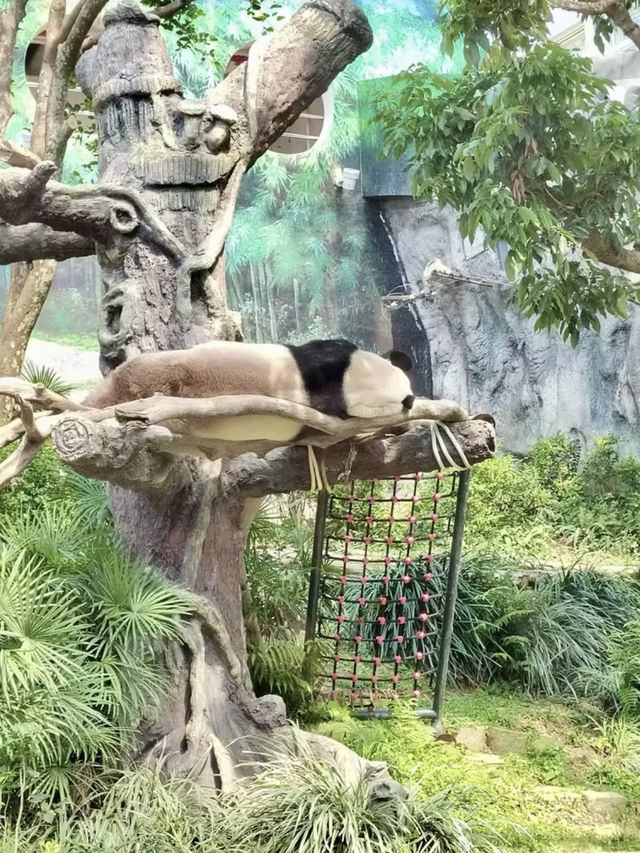 熊貓微笑，林間溫情—漫遊石排灣郊野公園