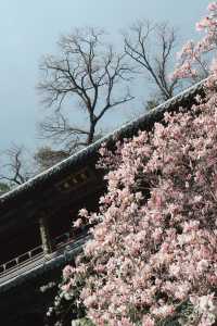 北京門頭溝潭柘寺｜古寺春色，一眼千年