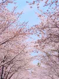 濰坊賞櫻 | 1日打卡3大賞櫻寶藏地