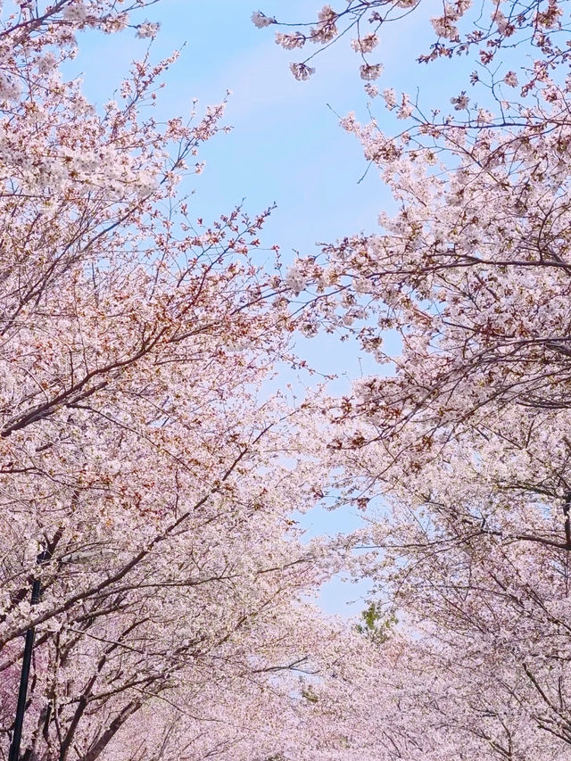 濰坊賞櫻 | 1日打卡3大賞櫻寶藏地
