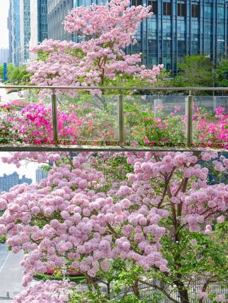 Shenzhen's Exclusive Spring Romance | Encounter the Splendid Tabebuia