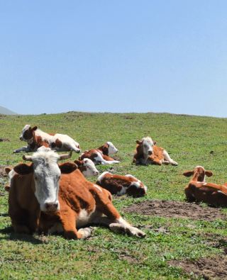 문수보살 도량 편: 오대산 서대 및 법뢰사