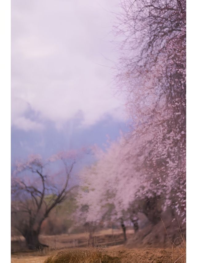 林芝 | 奔赴一場雪山與桃花的約會