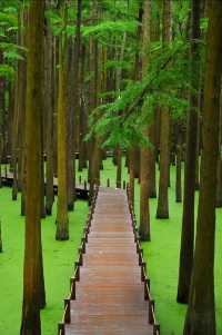 # 杭州青山湖水上森林旅遊攻略 | 森系大片與避坑指南