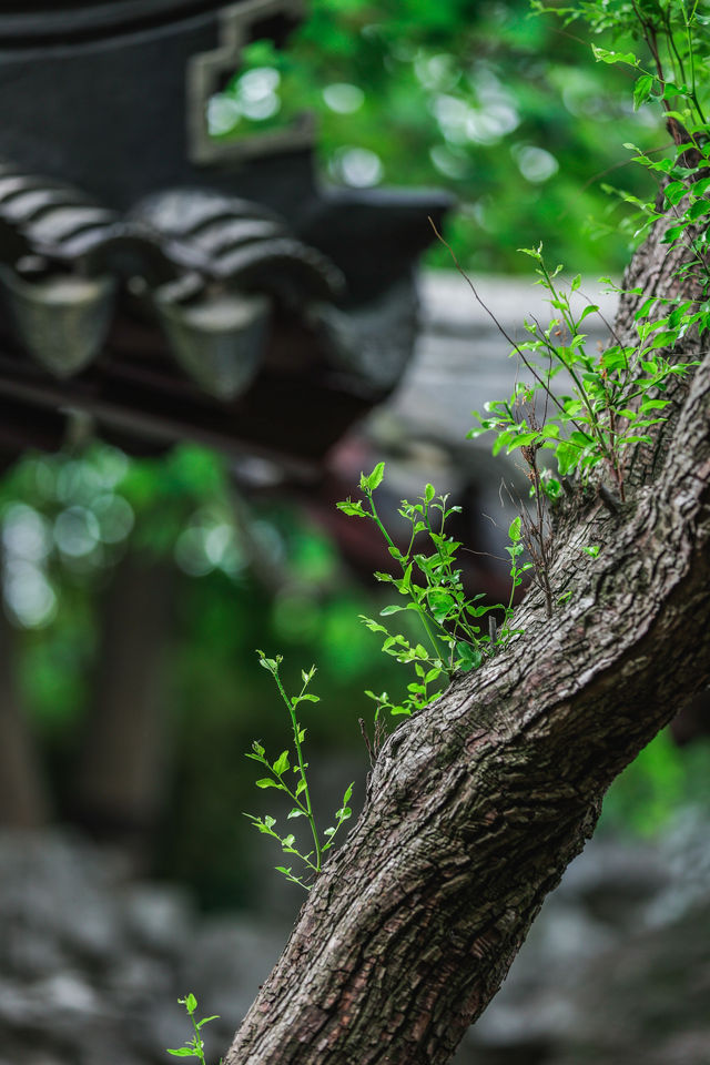 四月藝圃春色美