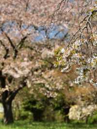 🌸仙台化女沼古代之鄉公園 | 隱藏的賞櫻秘境🌸
