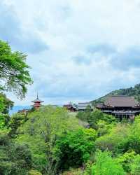 京都＆宇治雙城記，世界文化遺產之旅