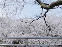 🌸濟州新山公園｜櫻花漫舞的夢幻樂園🌸