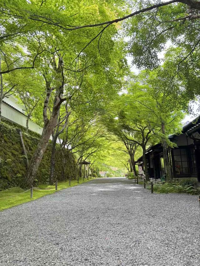 【京都 · 三千院｜歲月靜好】