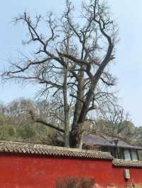 當陽玉泉寺：千年古剎嘅禪意秘境