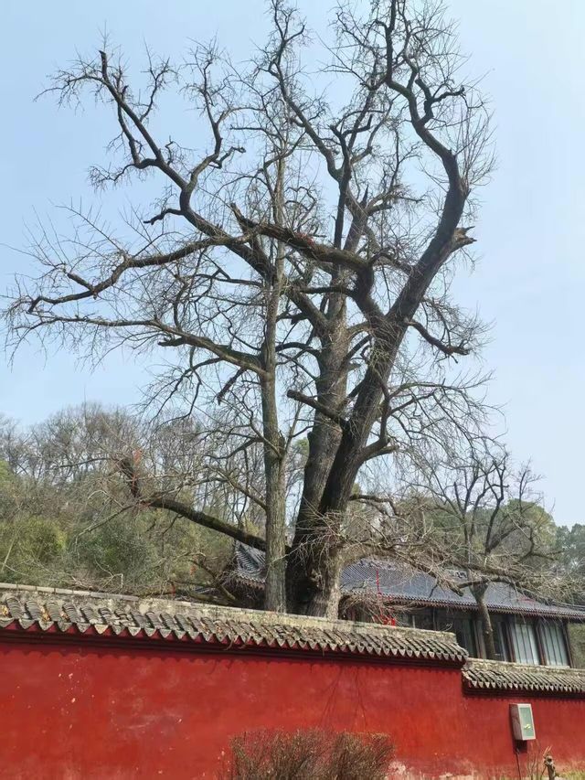 當陽玉泉寺：千年古剎嘅禪意秘境