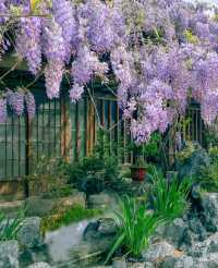 南昌版有風小院南昌綠野仙蹤高新花卉市場
