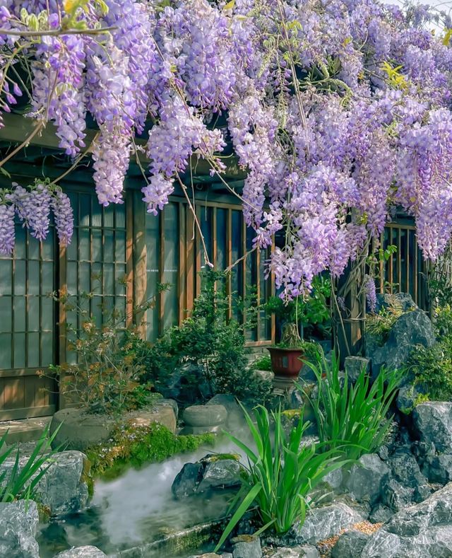 南昌版有風小院南昌綠野仙蹤高新花卉市場