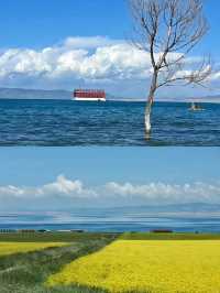 青海湖6月旅行全攻略 | 邂逅高原藍寶石與金黃花海