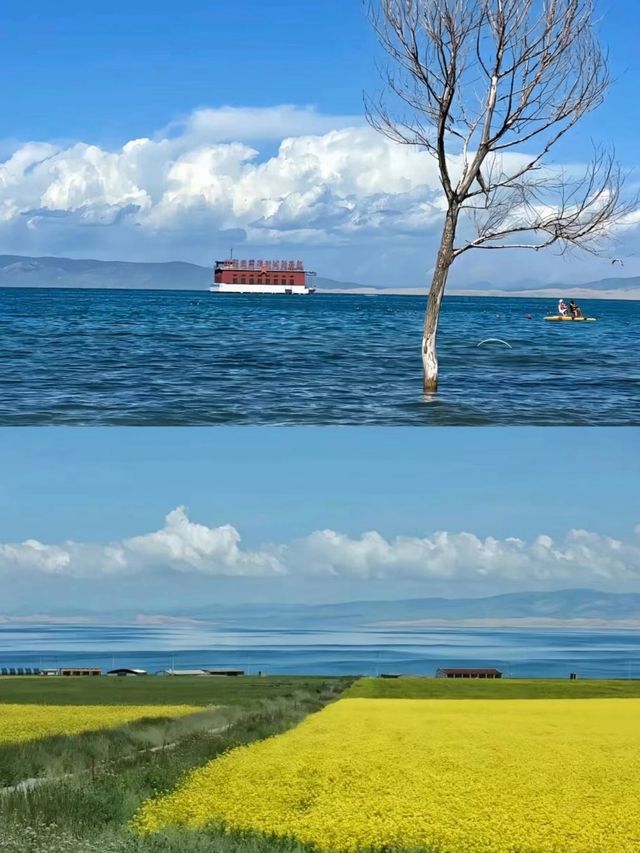 青海湖6月旅行全攻略 | 邂逅高原藍寶石與金黃花海