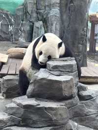 PANDA PANDA熊猫🐼好可爱～