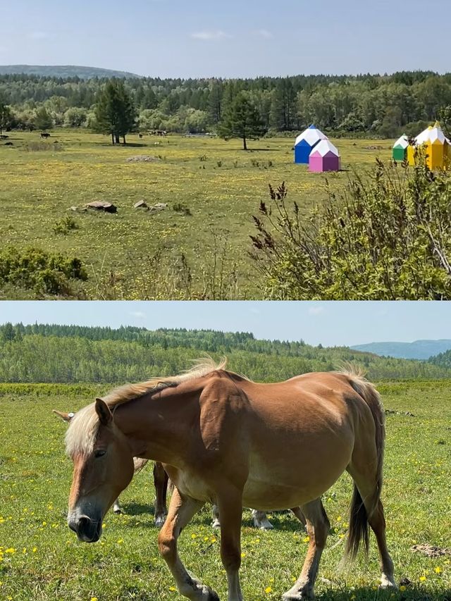 淡季去阿爾山，性價比超高！