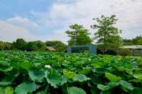 滿池粉白映碧葉，園博苑木化石園荷花初綻迎客來