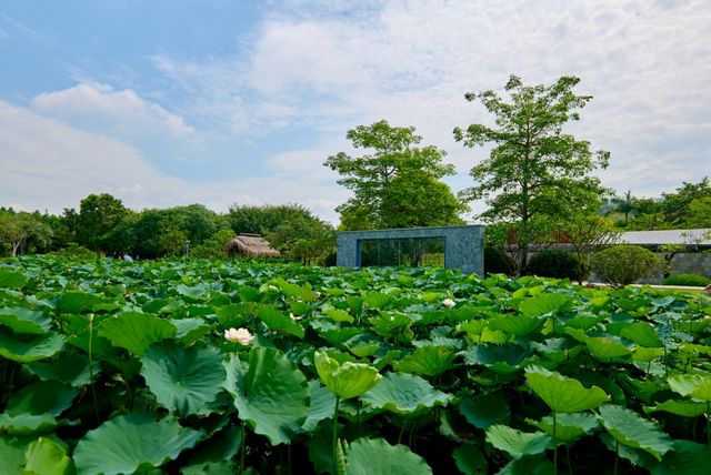 滿池粉白映碧葉，園博苑木化石園荷花初綻迎客來