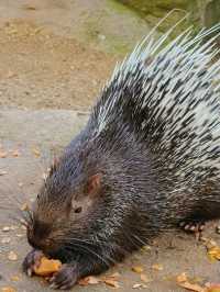 帶小朋友去動物園就啱晒！！！