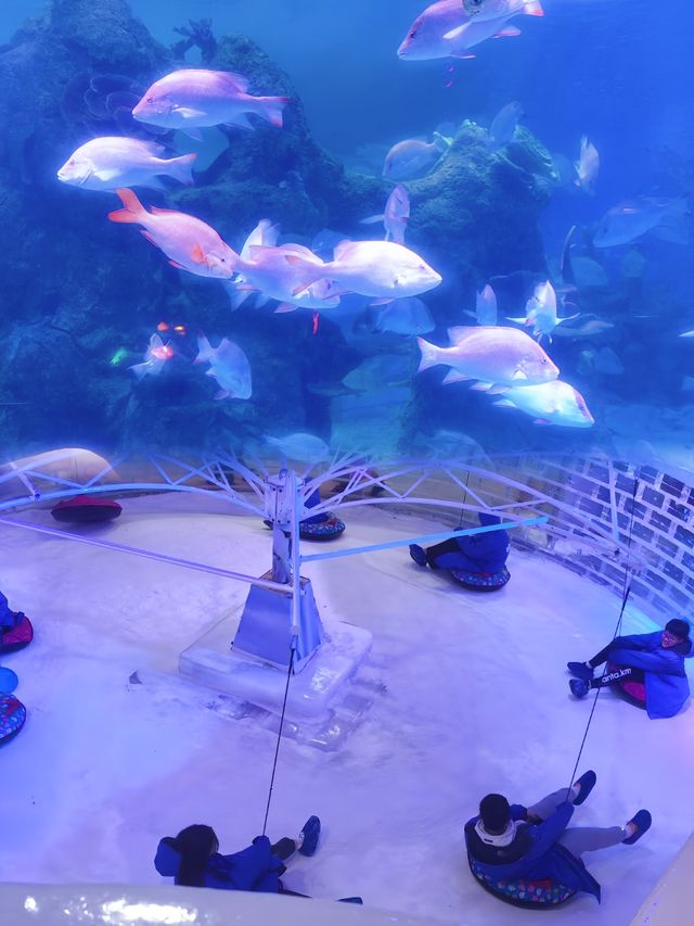 親子度假首選，海洋王國夢幻體驗，爽翻夏天