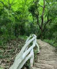大口國家森林公園  文峰公園：森林秘境與千年文脈嘅碰撞