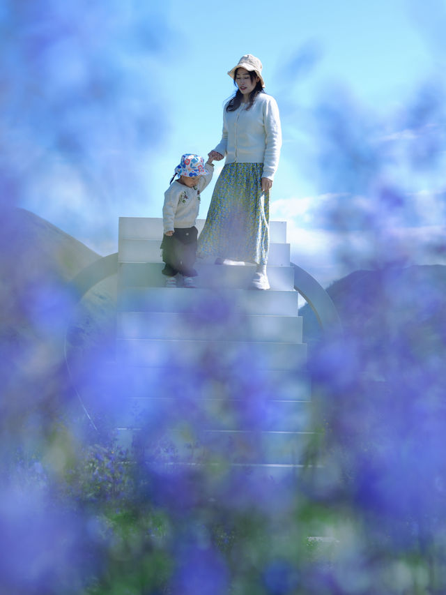 新都橋嘅薰衣草開花啦，夏日限定嘅浪漫紫色花海！