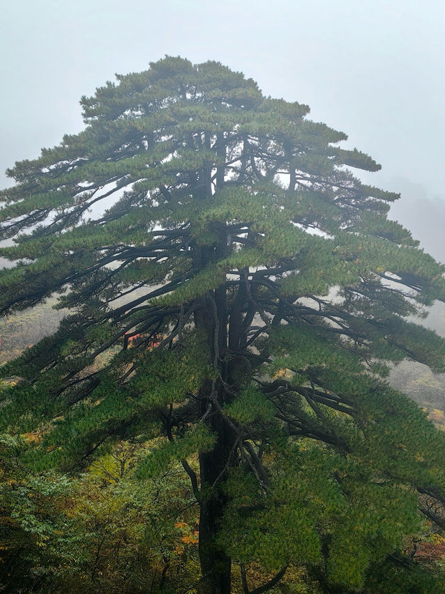 安徽黃山
