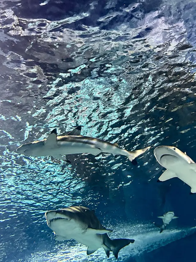 【New Summer Escape in the Magic City】Night Exploration of the "Electric Light Hero"! Shanghai Ocean Aquarium Summer Limited Guide