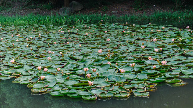 8月去看看蘇州版莫奈的花園，睡蓮美到窒息