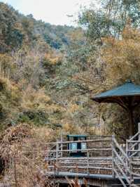 雲海之上聽松風——武平梁野山景區