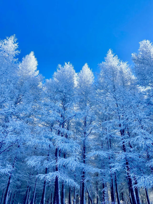 風馳雪舞的自由 —— 萬龍滑雪場
