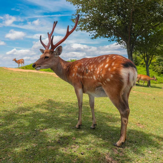Deer in Nara Park🦌 Deer in Nara Park🦌